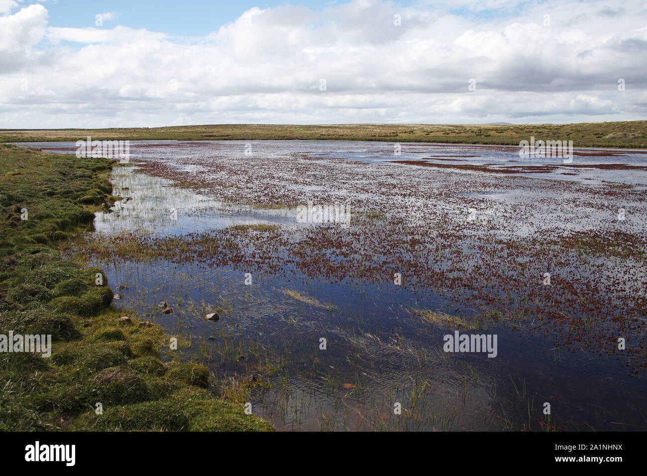 Betts Pond Pebble Island Isole Falkland Foto Stock