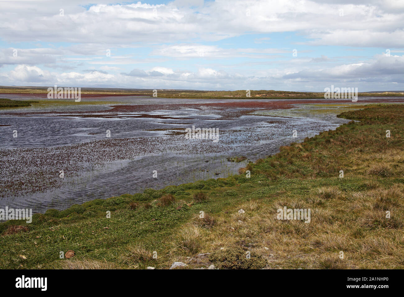 Betts Pond Pebble Island Isole Falkland Foto Stock