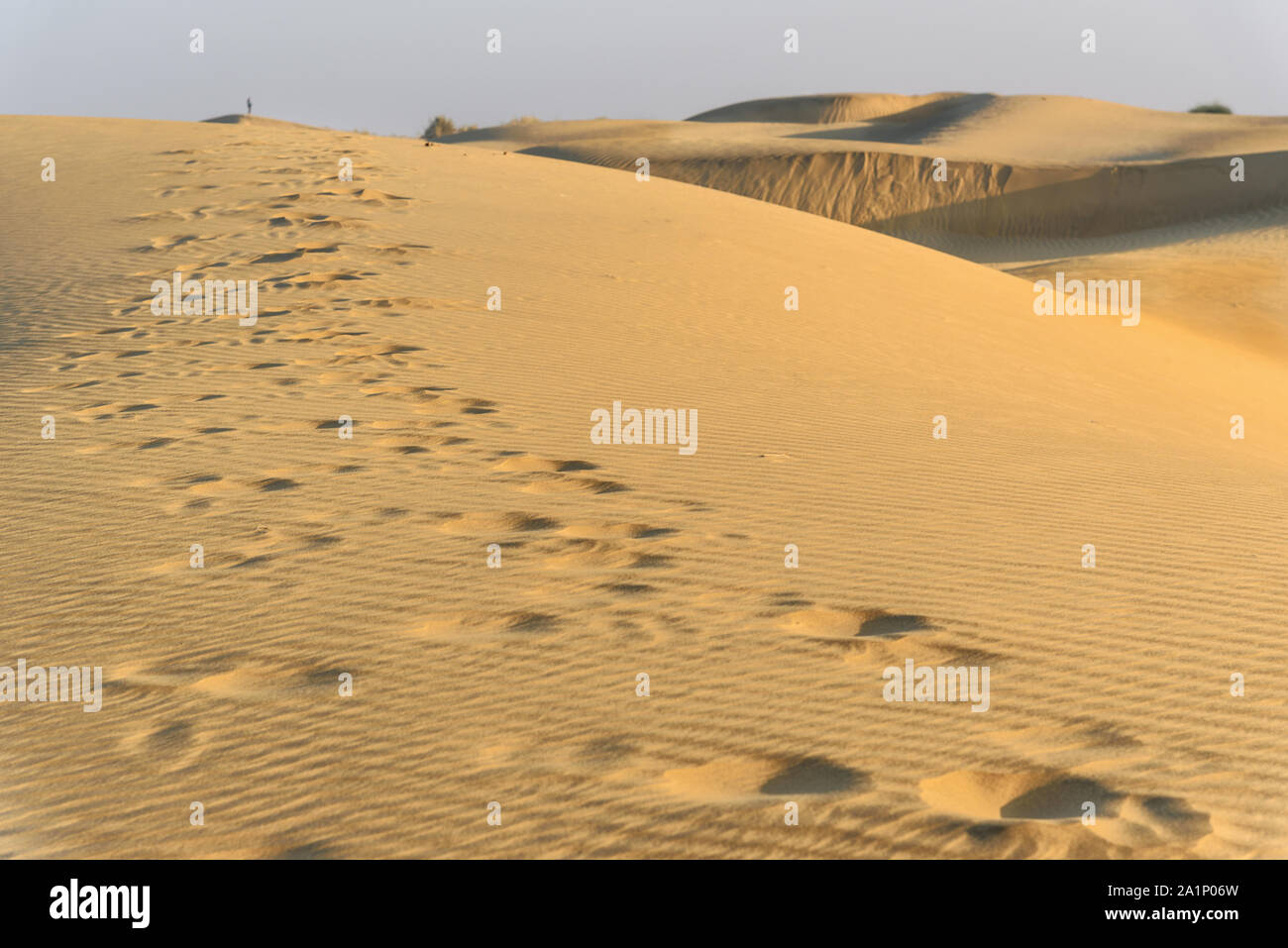 Le dune di sabbia nel deserto di Thar. Jaisalmer. Rajasthan in India Foto Stock