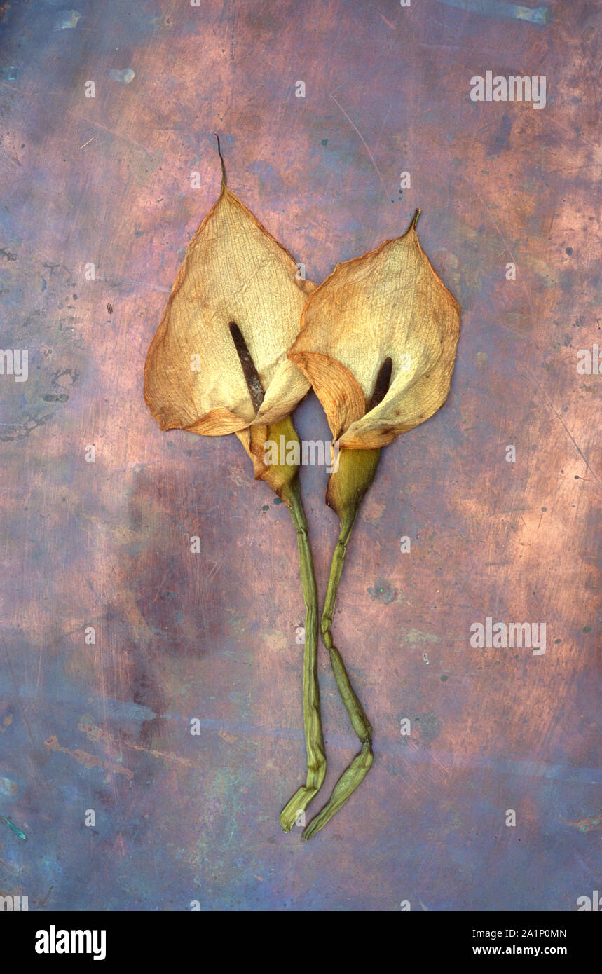 Due teste essiccate di Calla Lily o Arum lily o Zantedeschia aethiopica giacente sul rame offuscata Foto Stock