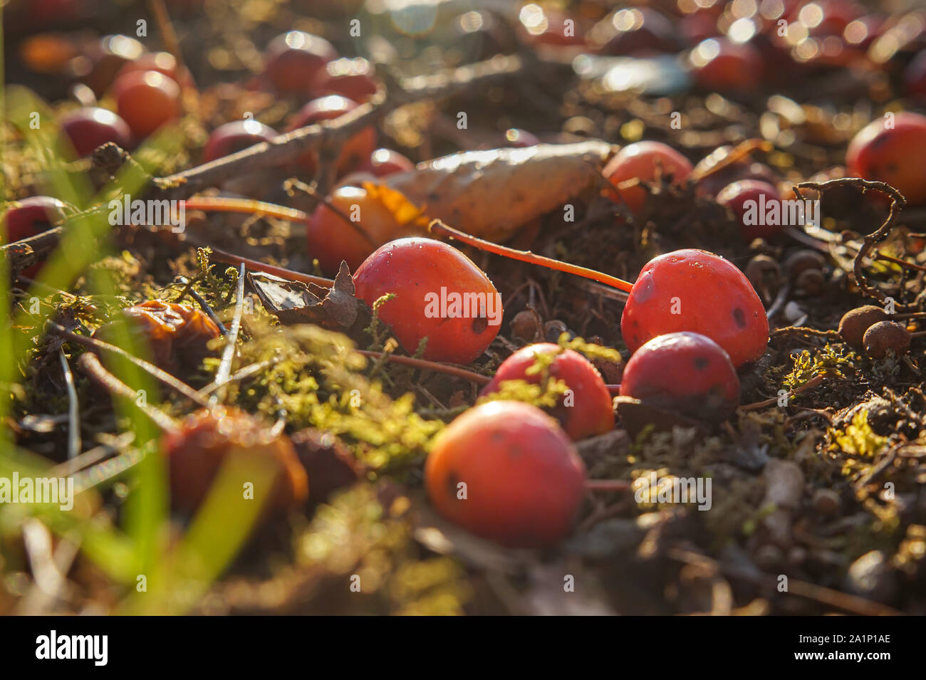 Mature granchio rosso mele sul terreno con MOSS e foglie avvizzite, visto da vicino Foto Stock