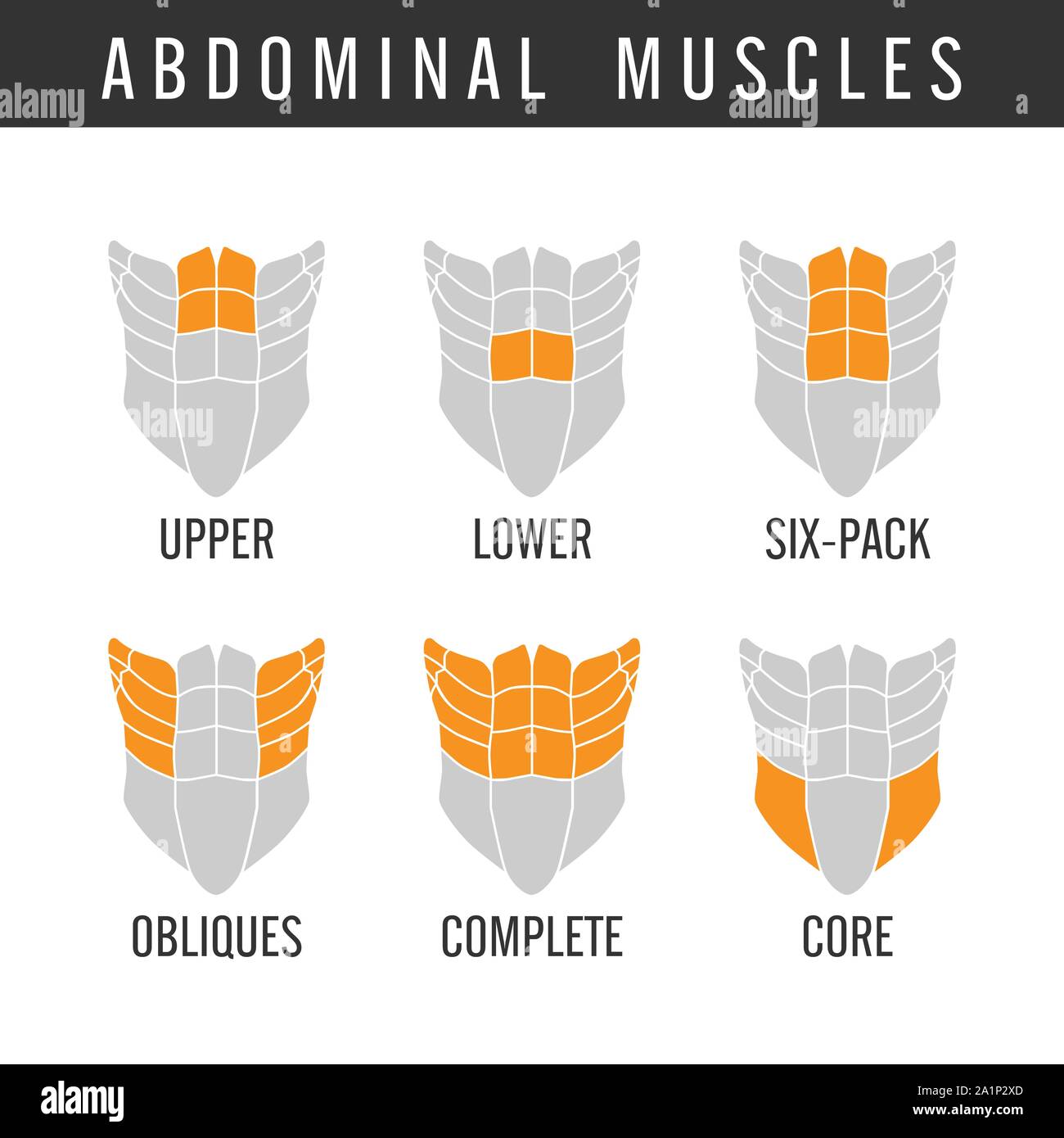 Umano i muscoli addominali nel complesso in stile icona. Illustrazione Vettoriale