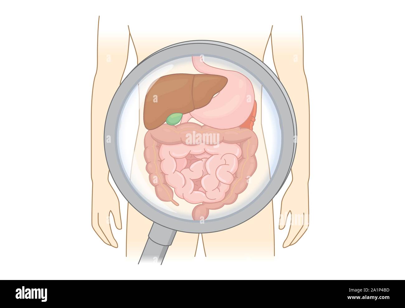 Diagnosticare apparato digestivo umano con lente di ingrandimento. Illustrazione Vettoriale