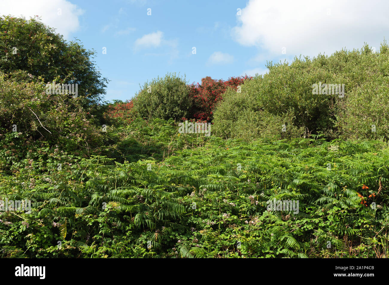 Bella giornata estiva rural scenic, Irlanda Foto Stock