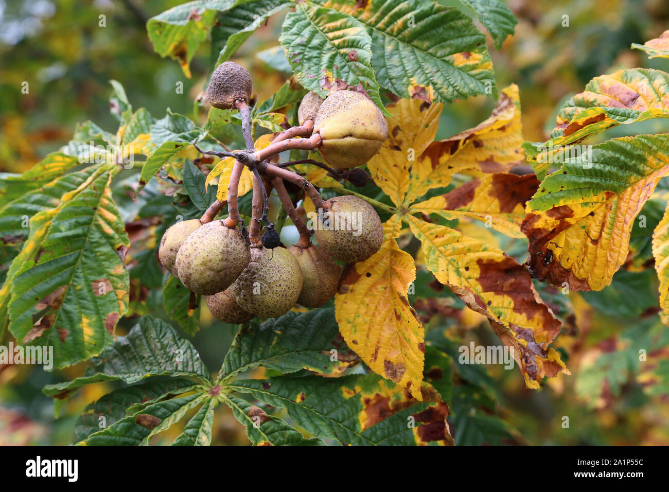 Cavallo castagno infestato con foglie miner moth sentieri Foto Stock