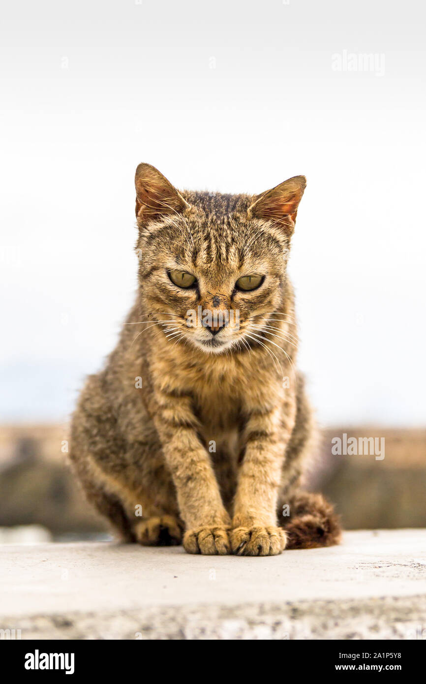 Il gatto selvatico su Manabeshima Isola, Seto Inland Sea, Giappone Foto Stock