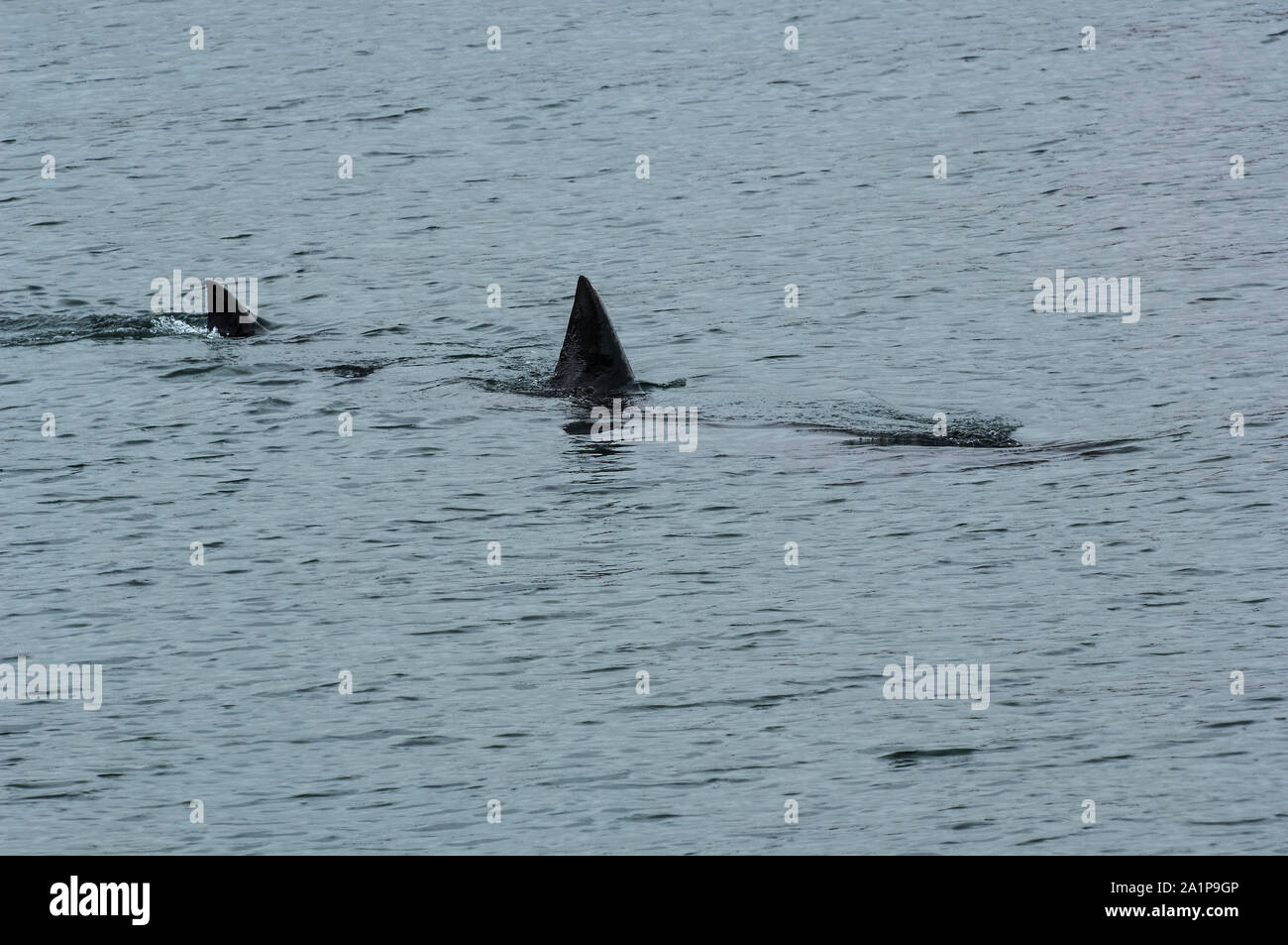 Lo squalo elefante (Cetorhinus maximus) nelle acque costiere intorno Coll, Ebridi Interne, Scozia Foto Stock