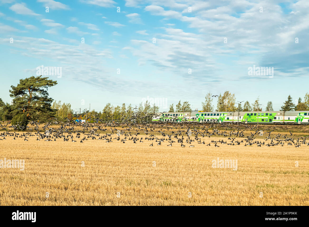 Kouvola, Finlandia - 25 Settembre 2019: un grande gregge di barnacle oche è seduta su un campo e volare al di sopra di esso sul treno dello sfondo. Gli uccelli sono preparin Foto Stock
