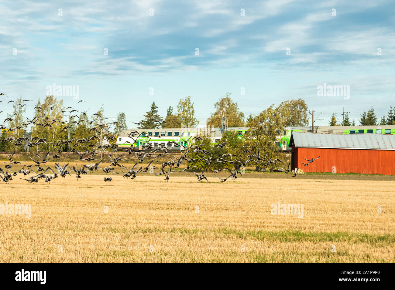 Kouvola, Finlandia - 25 Settembre 2019: un grande gregge di barnacle oche è seduta su un campo e volare al di sopra di esso sul treno dello sfondo. Gli uccelli sono preparin Foto Stock