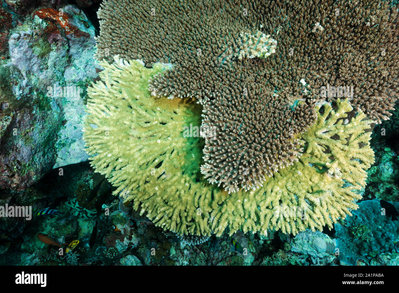 La concorrenza tra Acropora coralli duri per la luce del sole, Sulawesi Indonesia. Foto Stock