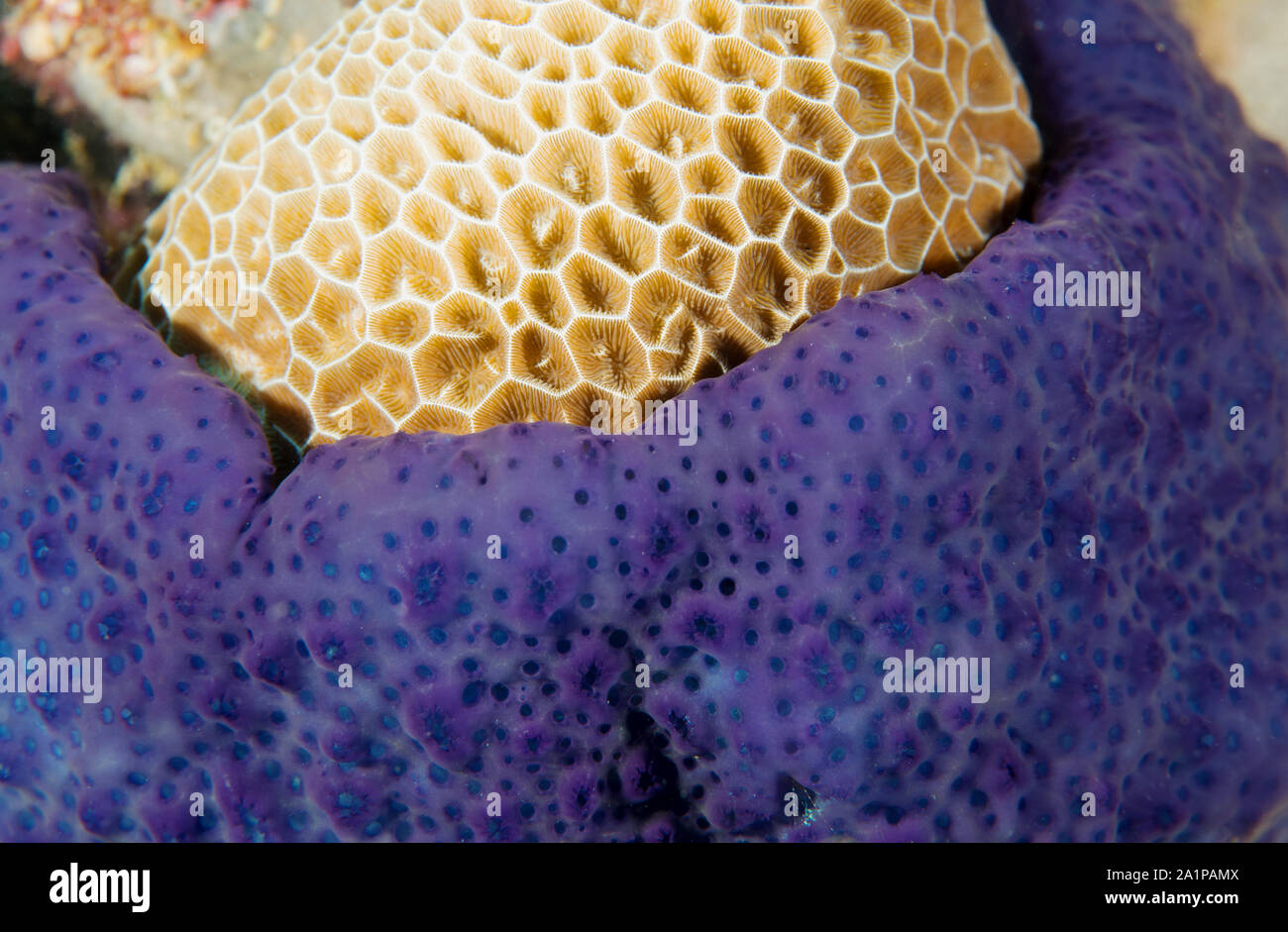 Hardcoral, Alveopora sp., coperto da un ascidie, Pseudodistoma sp., Sulawesi Indonesia. Foto Stock