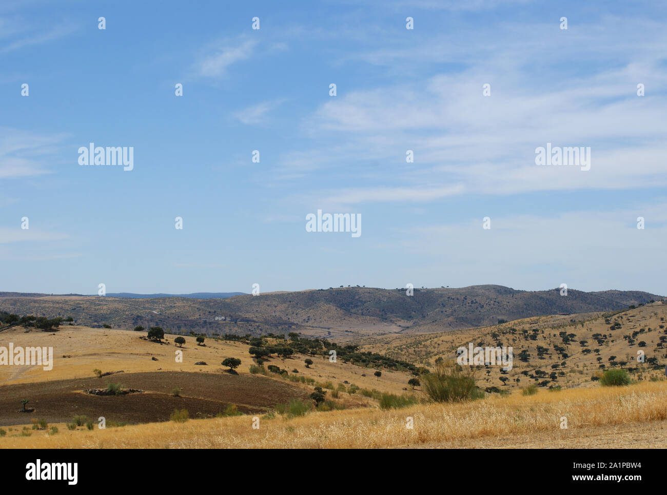 Pascolo di querce e prato verde con il blu del cielo spruzzato con nuvole Foto Stock