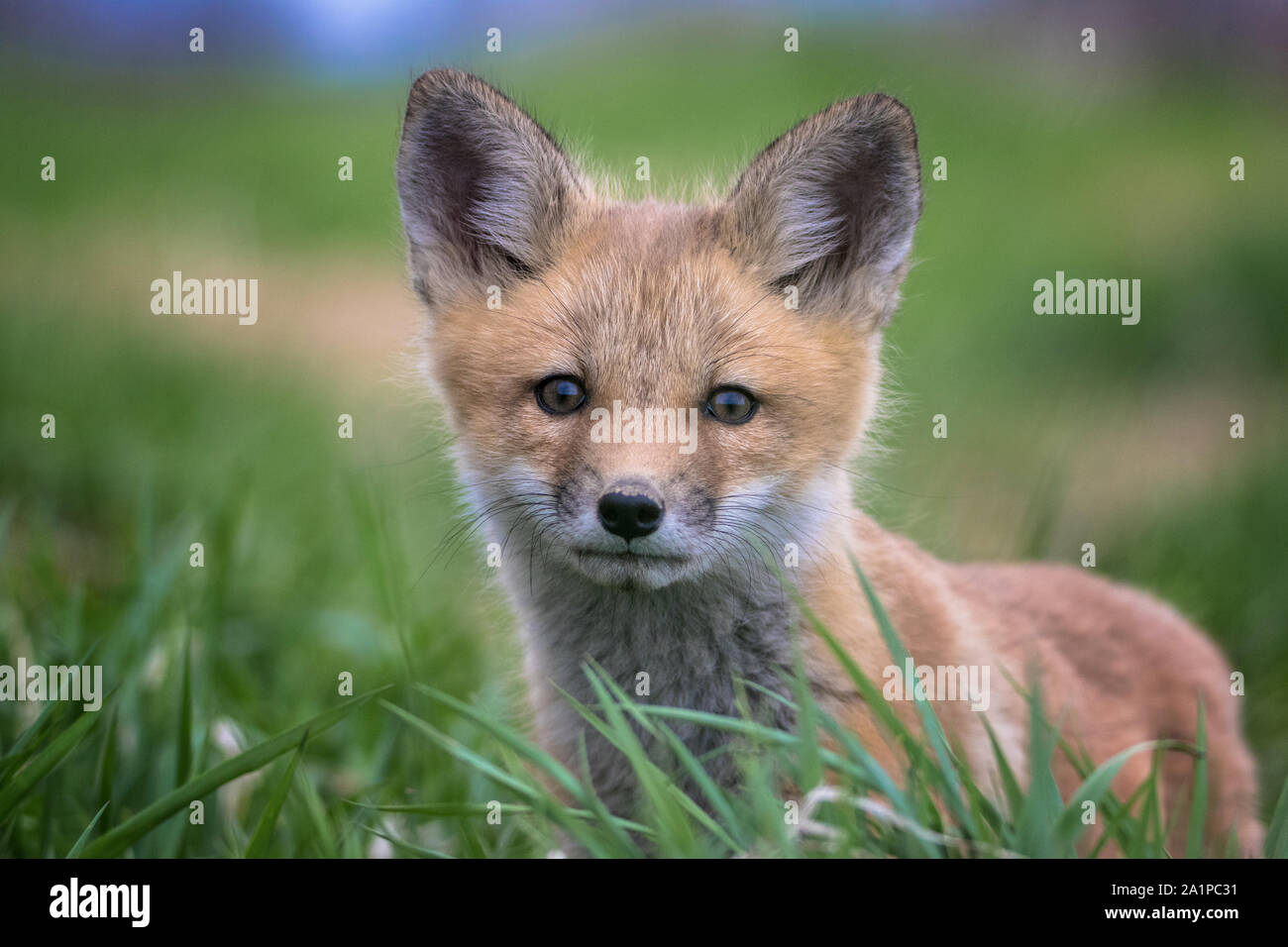 Red Fox cub close up ritratto Foto Stock