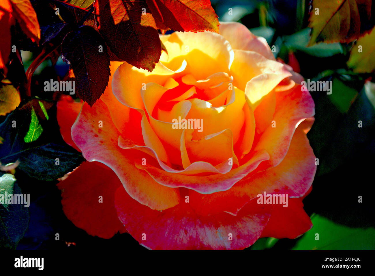 Rosa, fiore, bella natura, bellezza, petalo, ambiente, pianta verde, botanica, delicati e fragili, giardino, naturale, leaf, parco, terrazza, Foto Stock