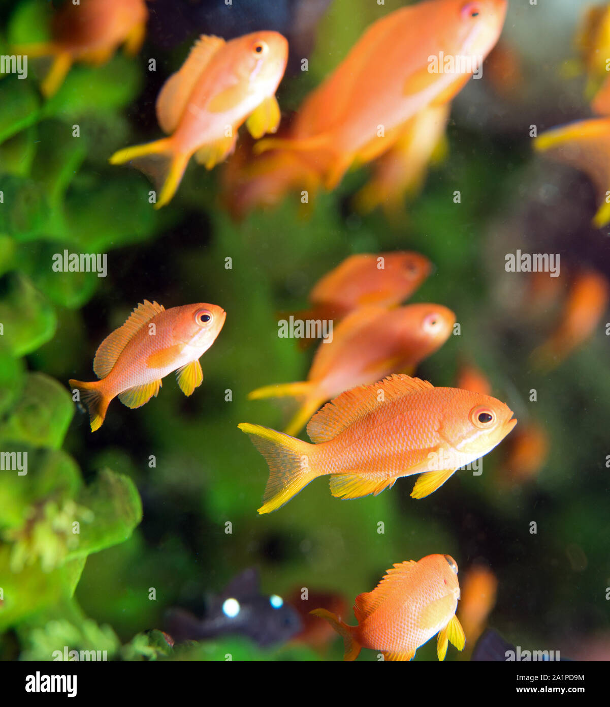 Anthiases, Pseudanthias squamipinnis Sulawesi, Indonesia. Foto Stock