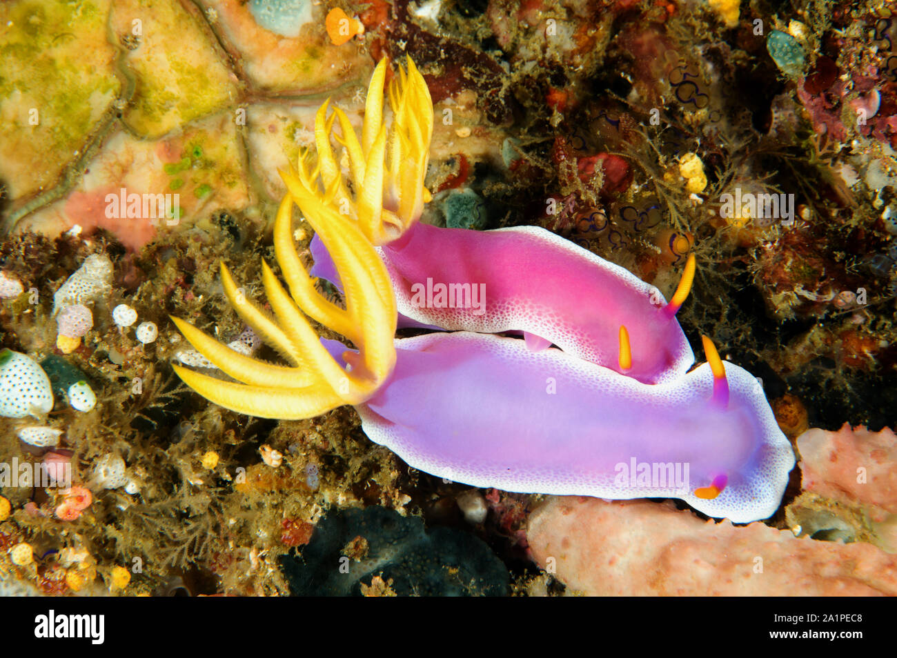 Accoppiamento, nudibranches / Hypselodoris bullocki Chromodoris Sulawesi, Indonesia. Foto Stock