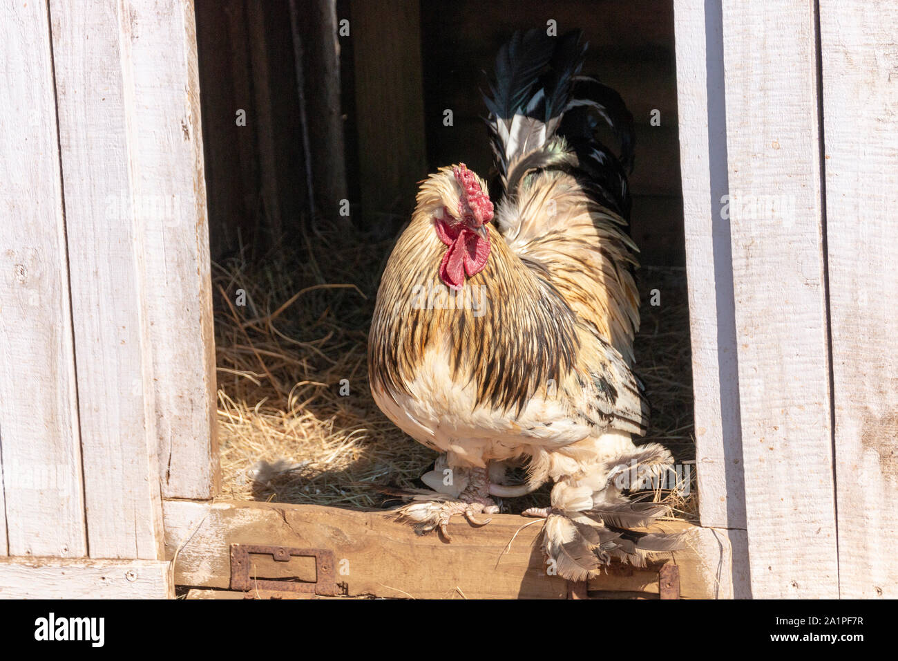 Una vista ravvicinata della apertura frontale di una capanna di polli con il principale occupante leavinhg per trovare del cibo Foto Stock