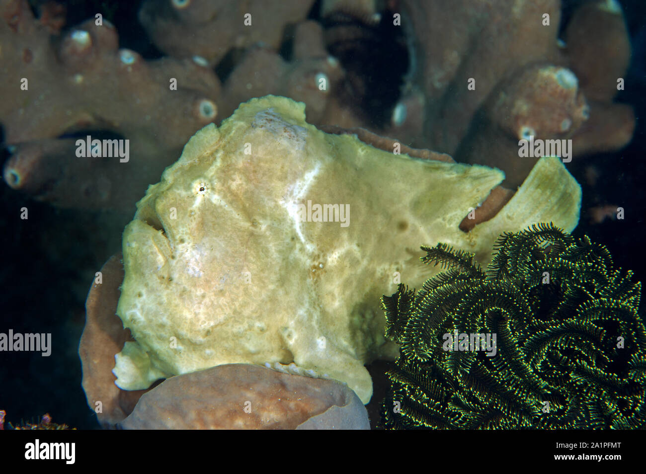 Rana pescatrice gigante, Antennarius commersoni, Isola di Bangka Sulawesi Indonesia. Foto Stock