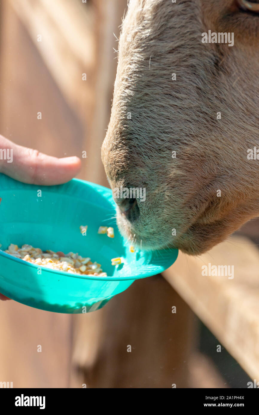 vista ravvicinata di una capra che mangia Foto Stock