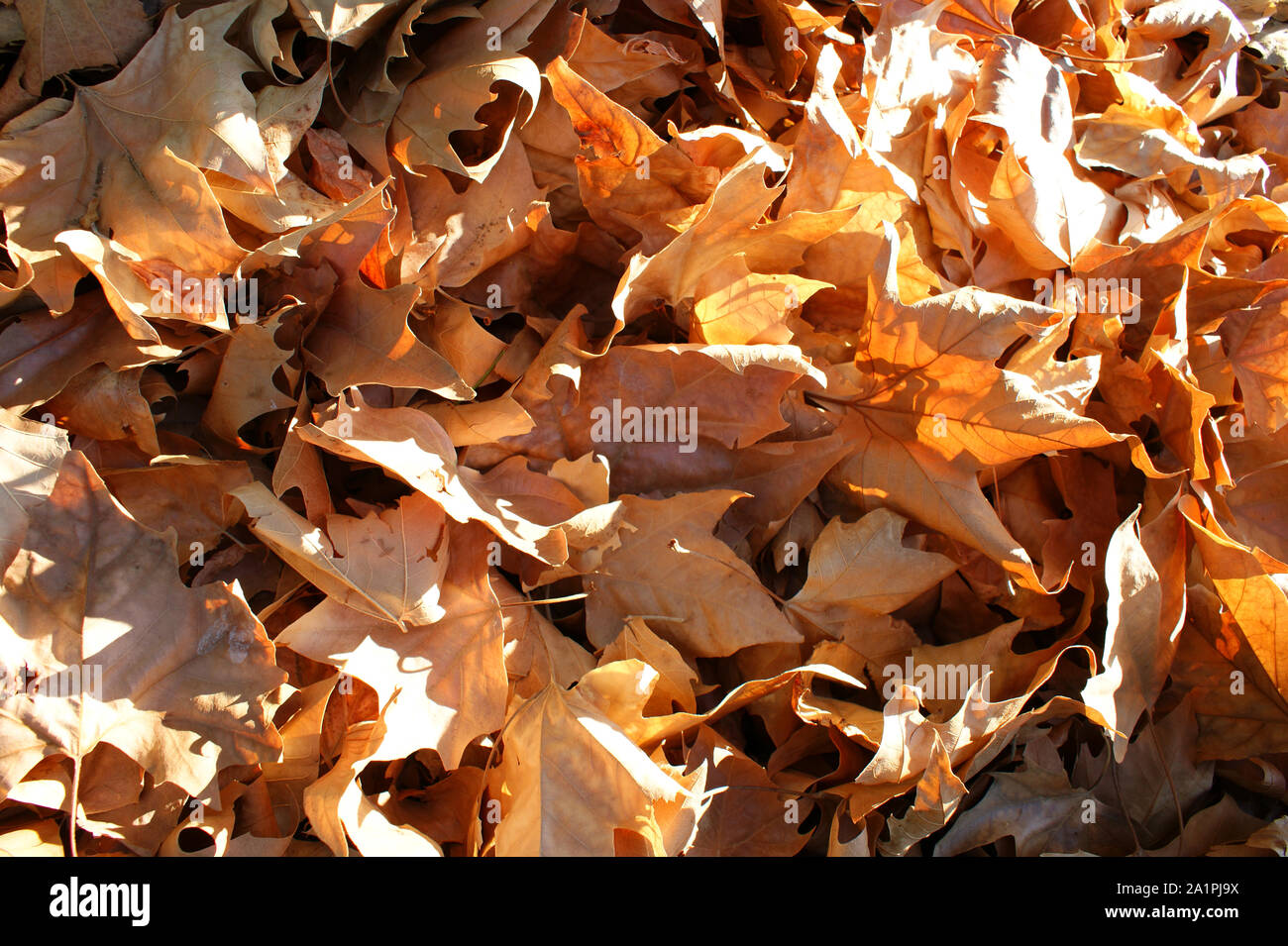 Asciugare le foglie di colore giallastro in inverno Foto Stock