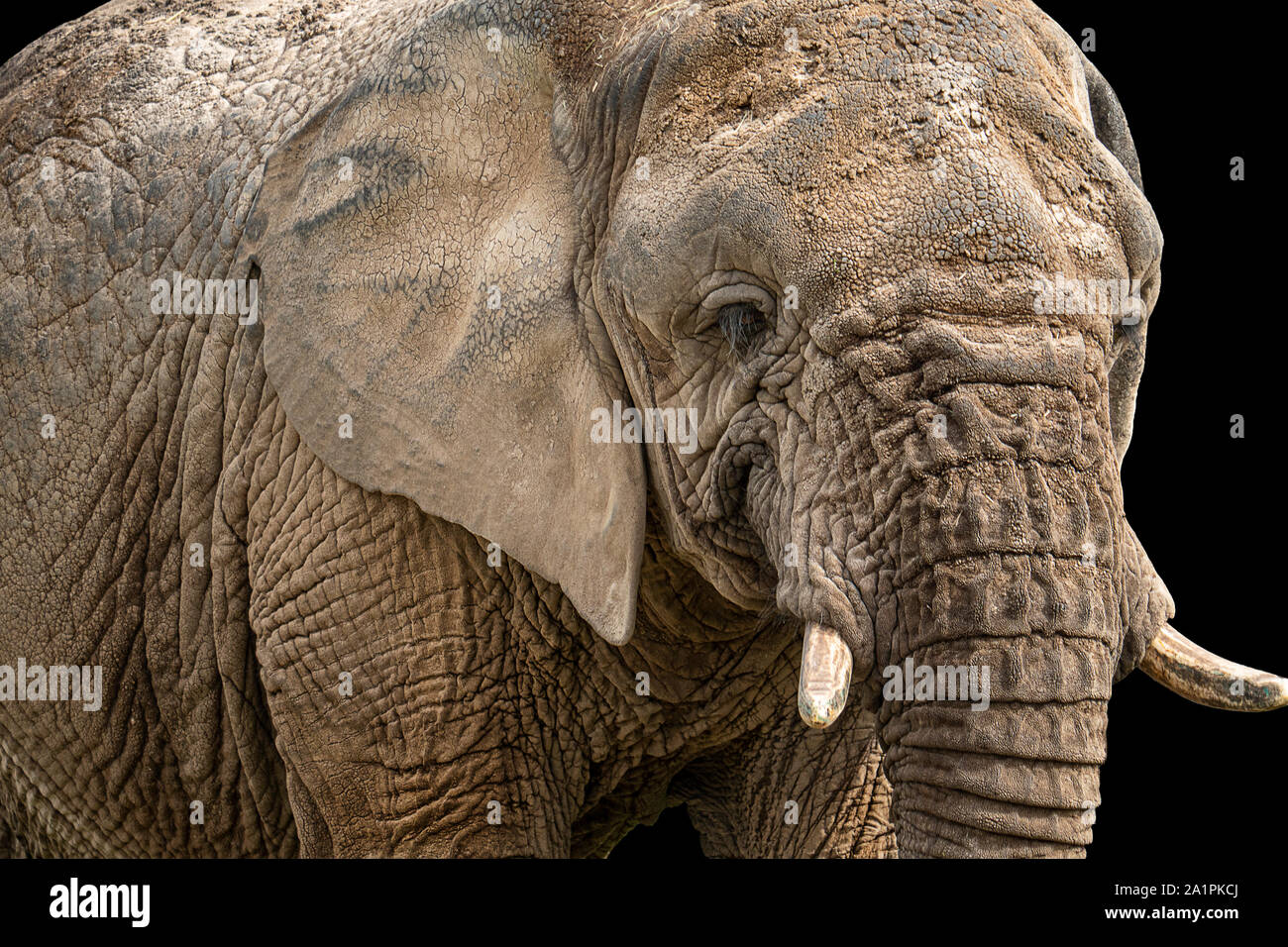 Elefante africano isolati su sfondo nero Foto Stock