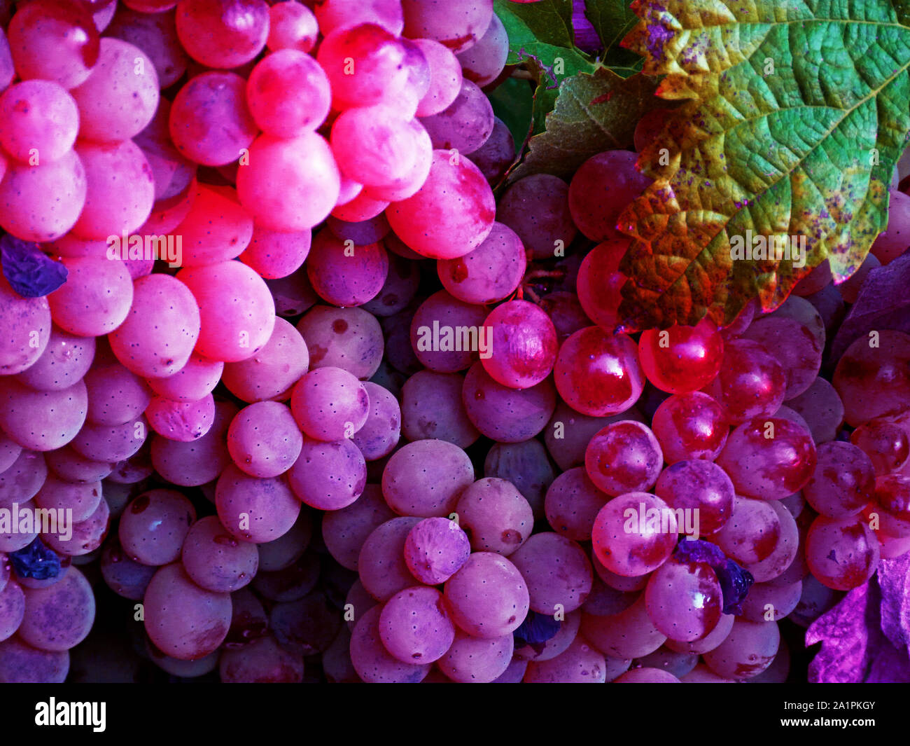 Uva, cluster, cluster di uva, grapevine, vigneto, foglie, campo, frutta, dolci, giallo, verde, arancione, rosso, vino, rosa, soleggiato, acqua, gocce Foto Stock