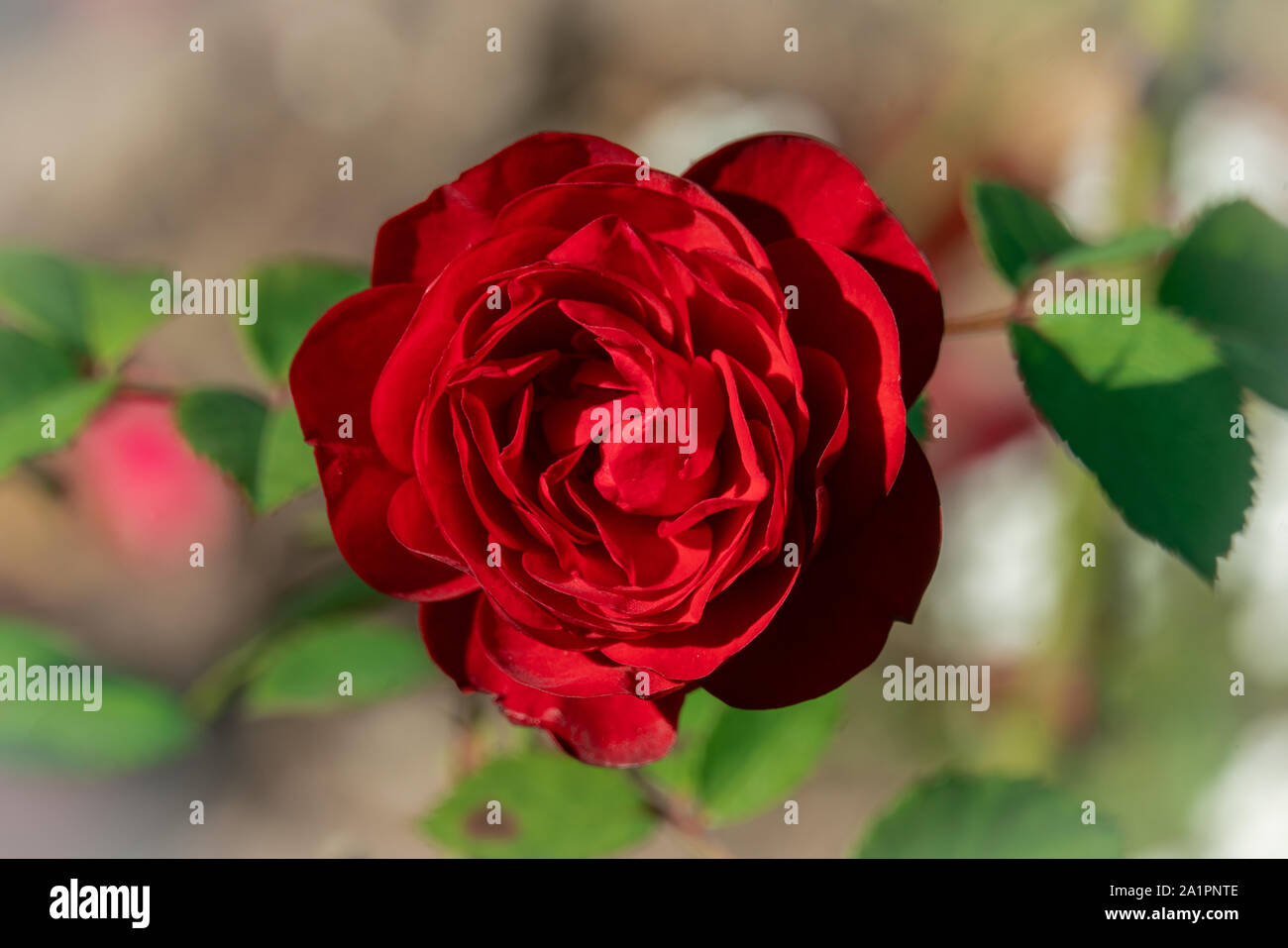 Ritratto Solare di un colore rosso scuro Lavaglut rose fiore testa con un luminoso sfocato sfondo bokeh di fondo Foto Stock