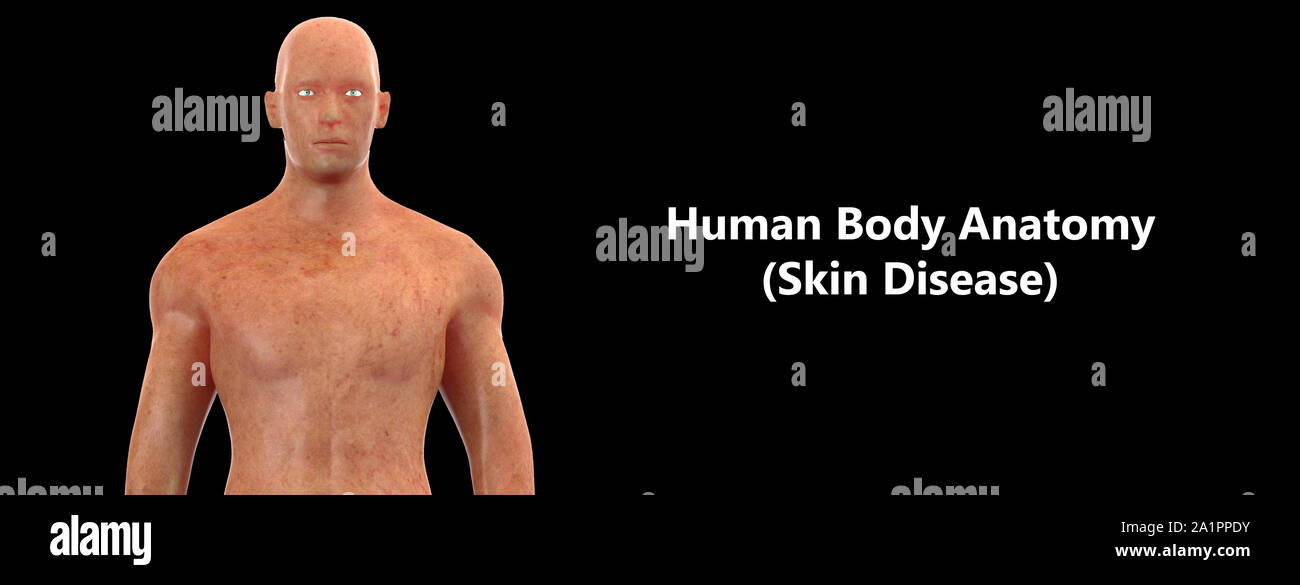 Corpo Umano anatomia Foto Stock