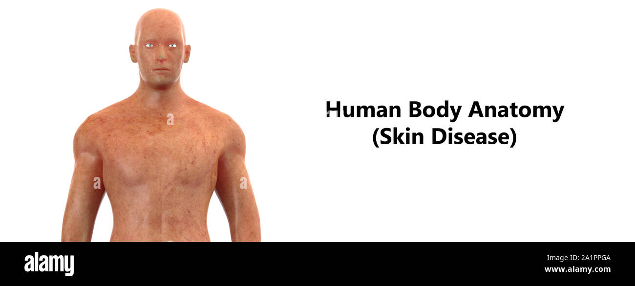 Corpo Umano anatomia Foto Stock