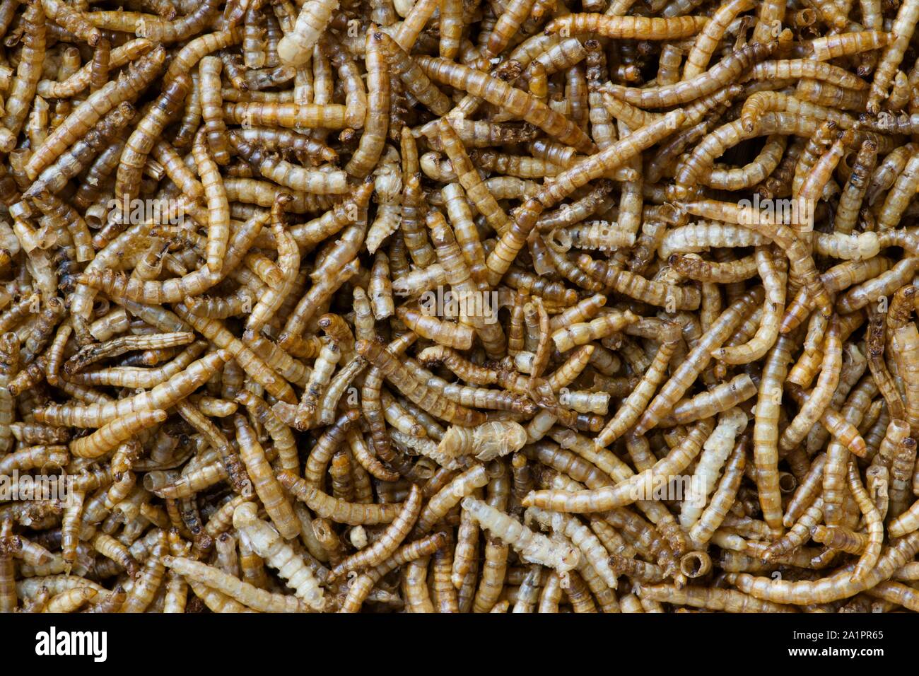 Essiccato Mealworms che avevamo comprato per il nostro riccio di pet. Essi sono grandi snack sani per il riccio, uccelli selvatici e altre piccole creature. Foto Stock