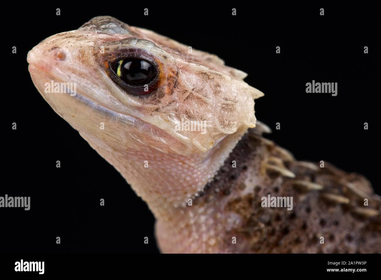 Red-eyed skink coccodrillo (Tribolonotus gracilis) Foto Stock