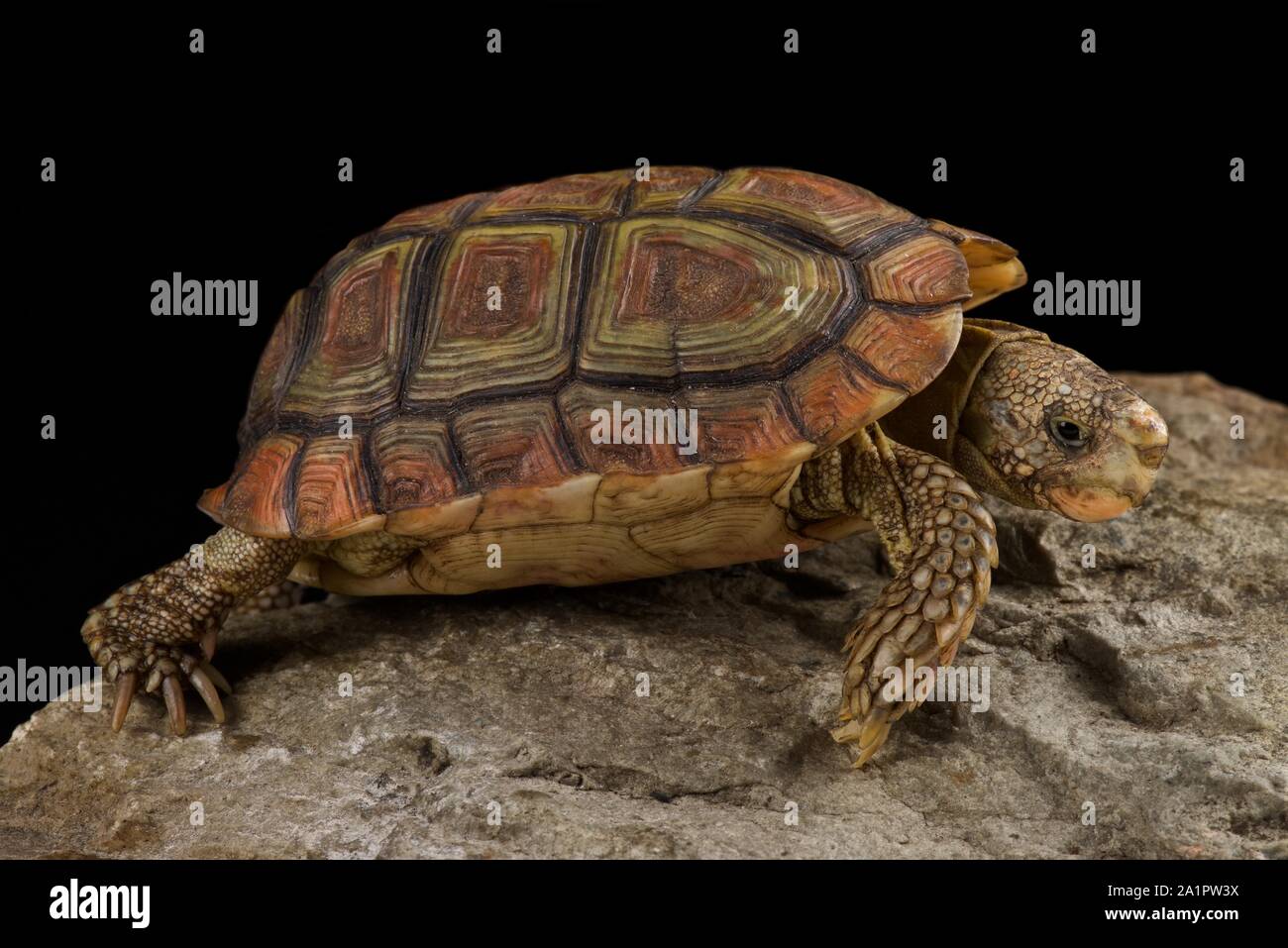 Pappagallo-fatturati tartaruga (Homopus areolatus) Foto Stock