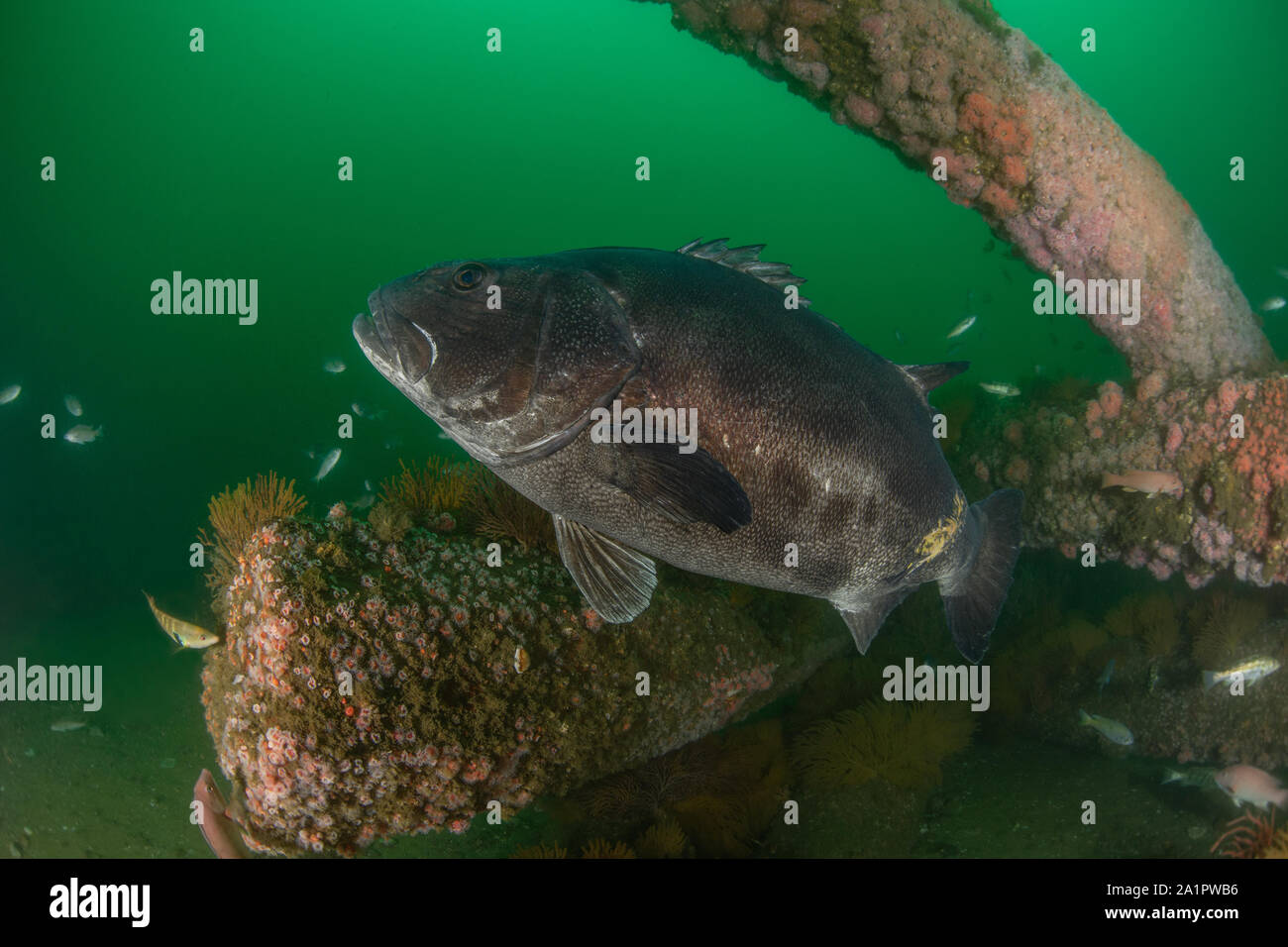 Stereolepis gigas da Hermosa Beach reef artificiale Foto Stock