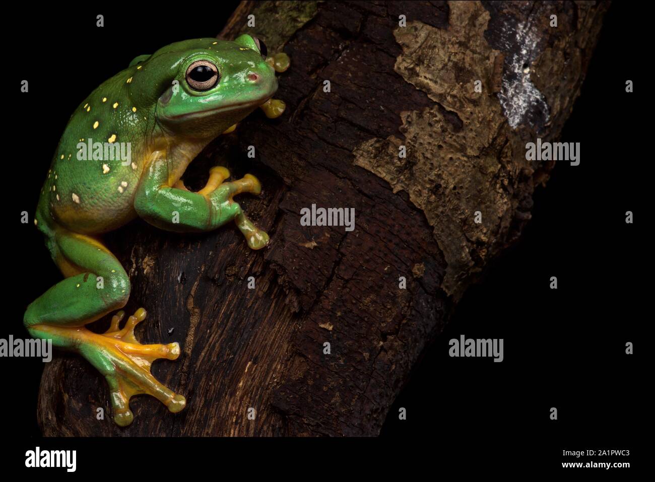 Magnifica raganella (Litoria splendida) Foto Stock