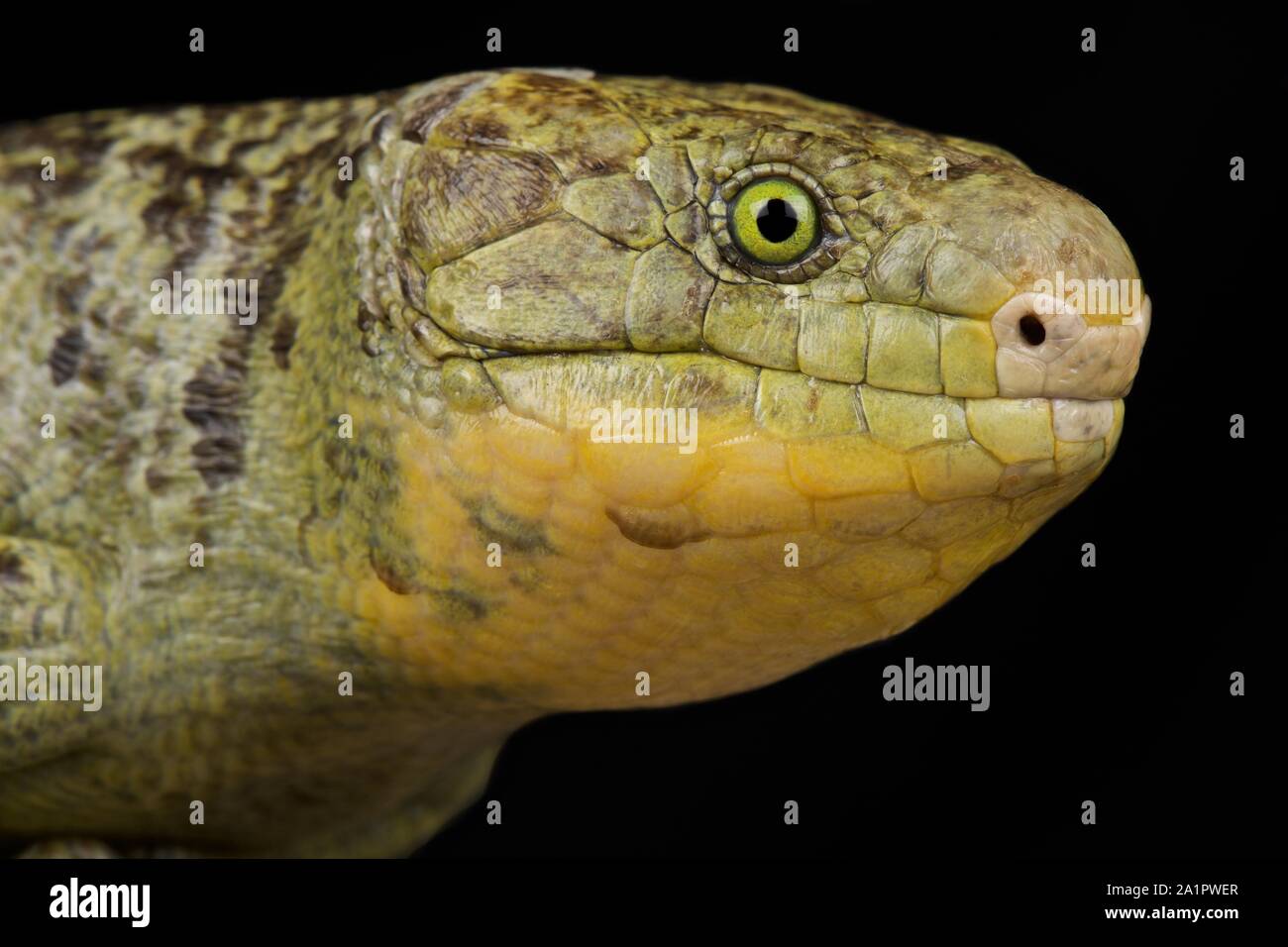 Monkey-tailed skink (Corucia zebrata zebrata) Foto Stock