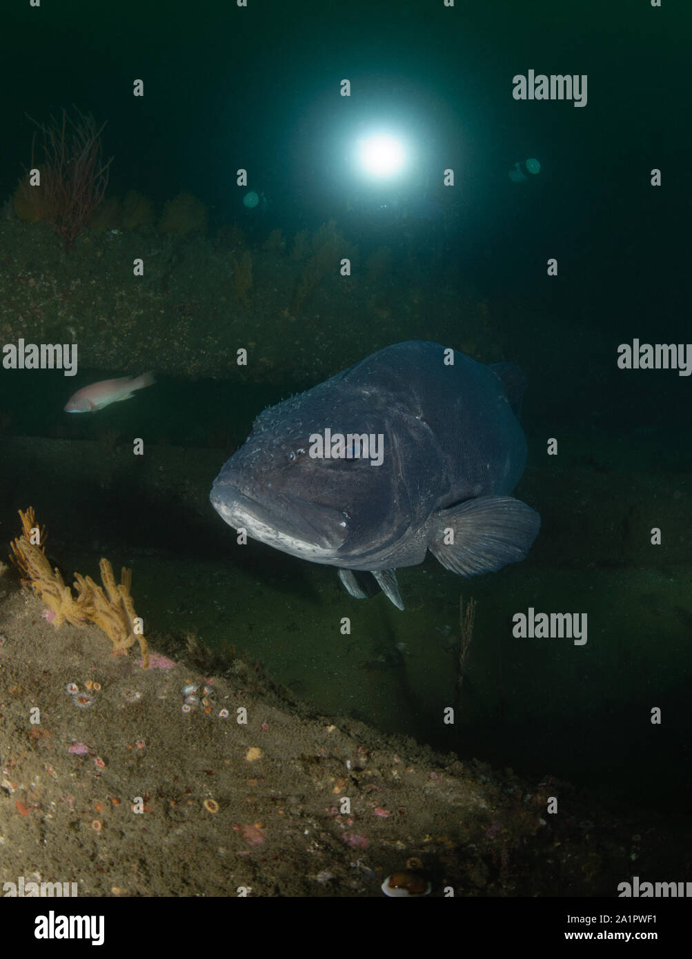 Stereolepis gigas da Hermosa Beach reef artificiale Foto Stock