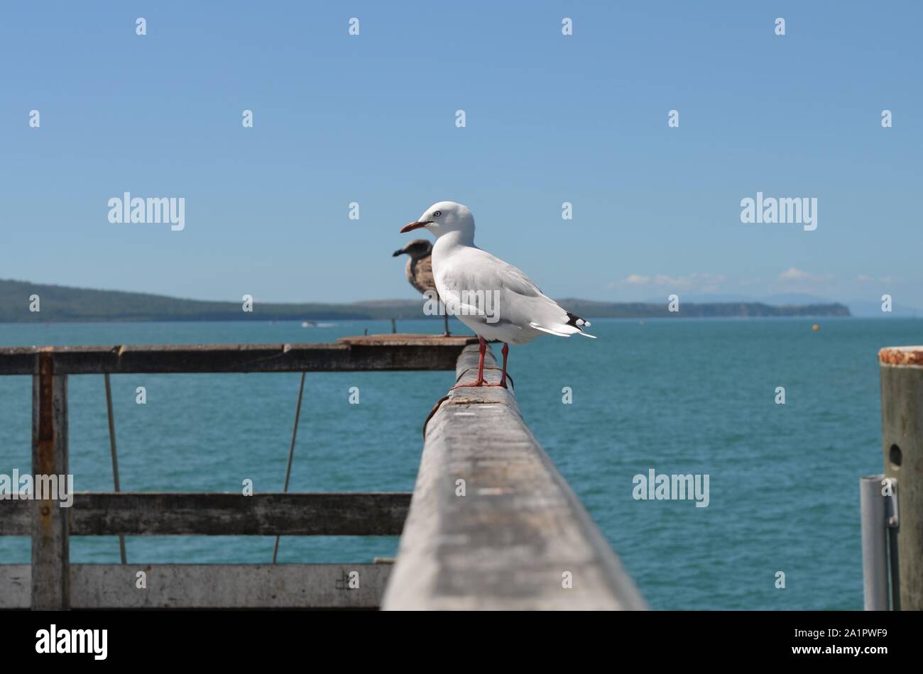 White seagull bird presso il molo del porto Foto Stock
