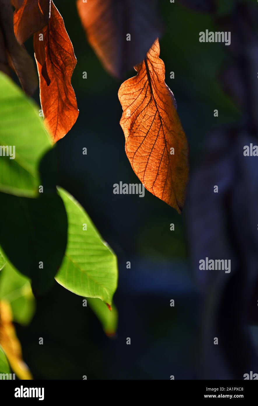 Una foglia marrone sul ramo di albero in autunno tramonto Foto Stock