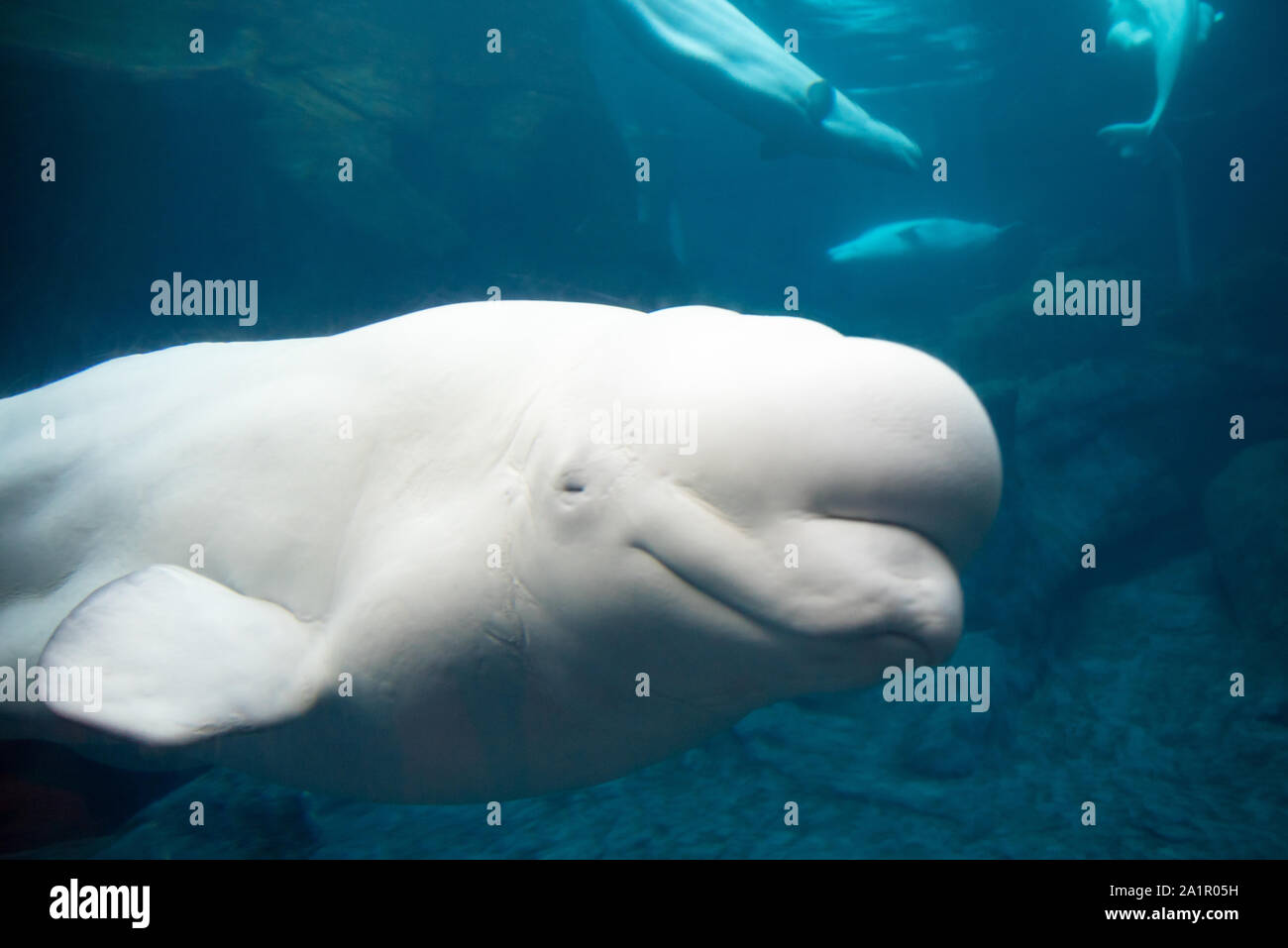 Il Beluga whale (Delphinapterus leucas) presso il Georgia Aquarium nel centro di Atlanta, Georgia. (USA) Foto Stock