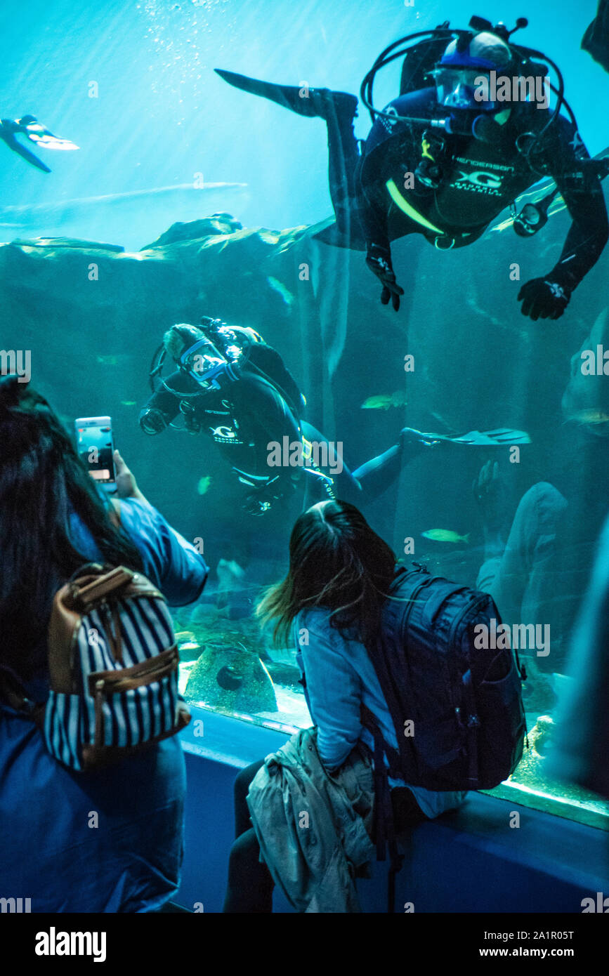 Acquario i visitatori e i sommozzatori interagire mentre un squalo balena nuota da in background all'acquario di Georgia nel centro di Atlanta, Georgia. (USA) Foto Stock