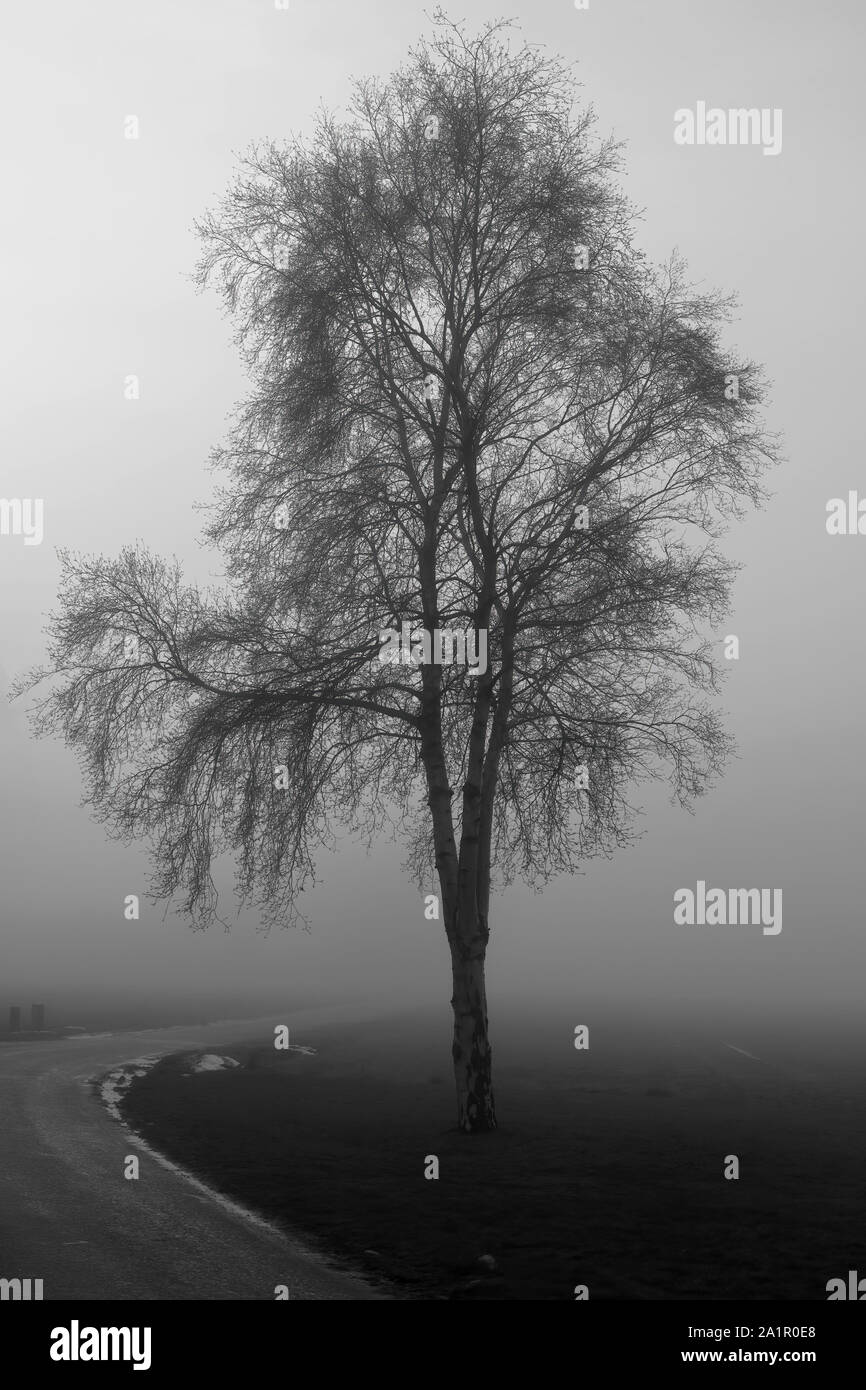 Albero solitario nella nebbia in inverno Foto Stock