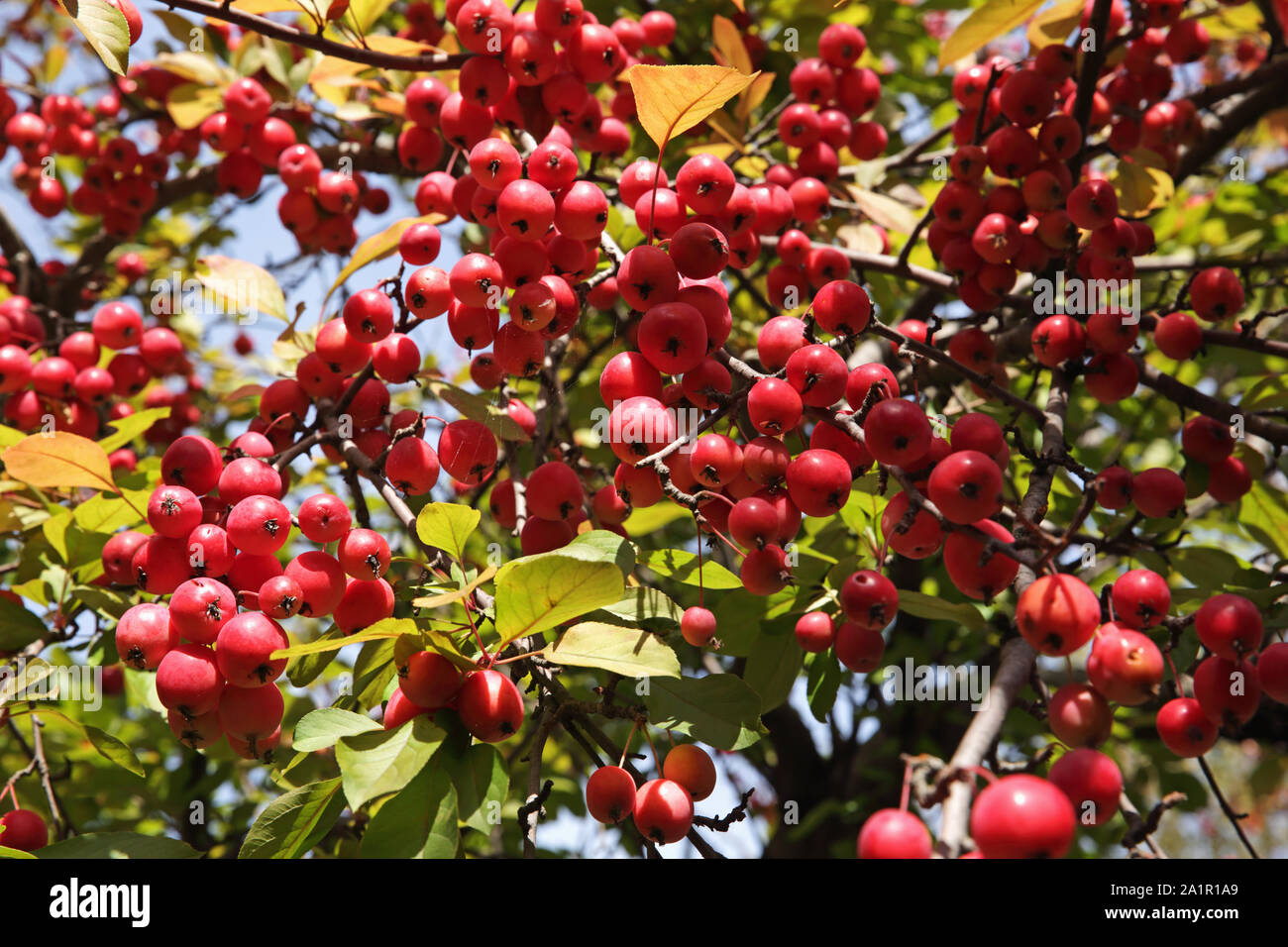 ** ALBERO dell/'anno 2013 ** Malus sylvestris//europeo MELA selvatici