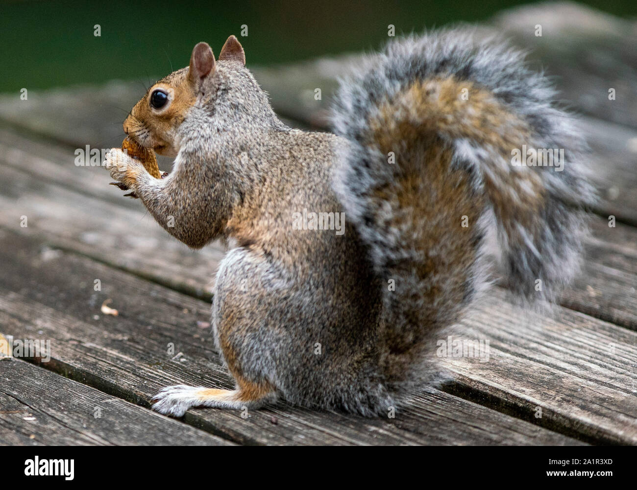 La masticazione Foto Stock