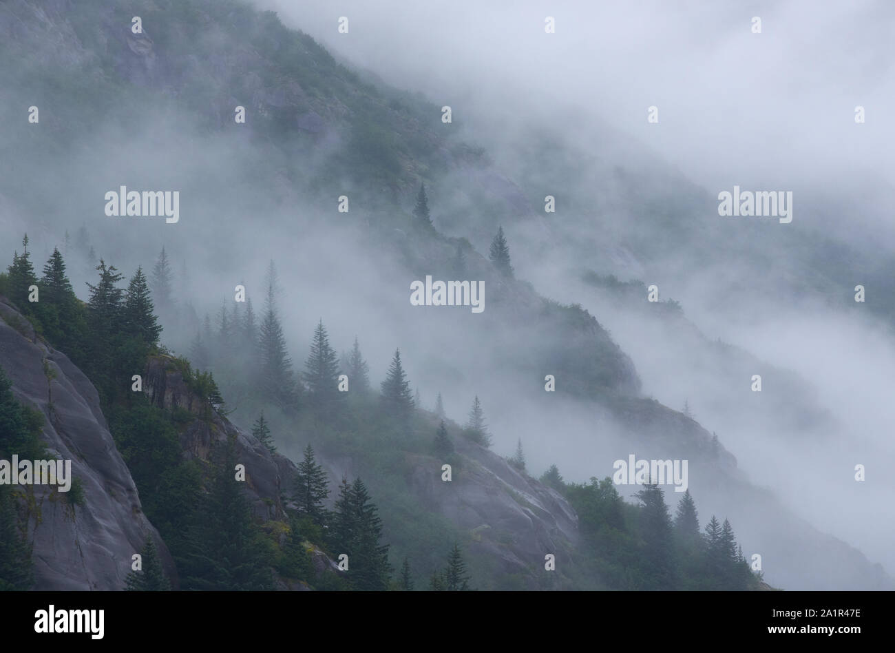 Alberi nella nebbia su rocce ripide sulla riva nord del fiordo nord-occidentale. Foto Stock