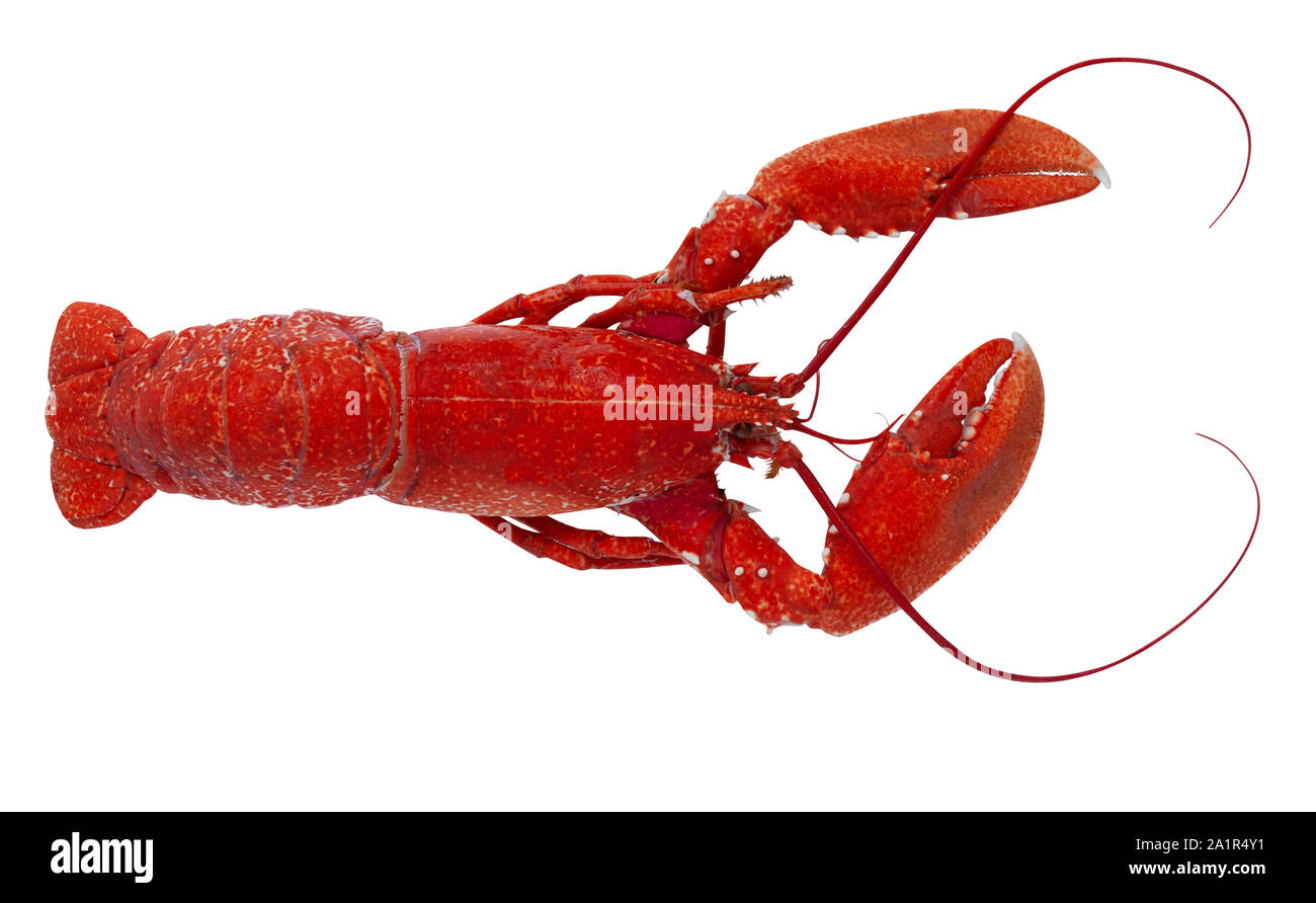 Recentemente bollita e red lobster isolati su sfondo bianco. Vista superiore dell'immagine. Foto Stock