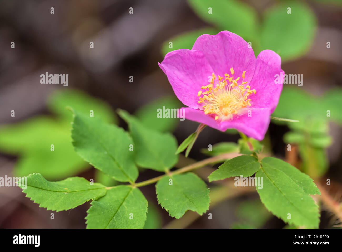 Chiudere fino al wild rose , Rosa acicularis, Stato di Alberta fiore, Canada. Foto Stock