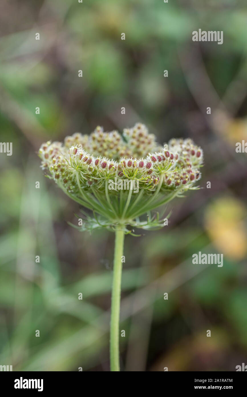 Testa di seme di carota selvatica / Daucus carota nelle zone costiere siepe (metà della Cornovaglia). L'elaborato cluster di semi è talvolta chiamato "Bird's Nest". Foto Stock