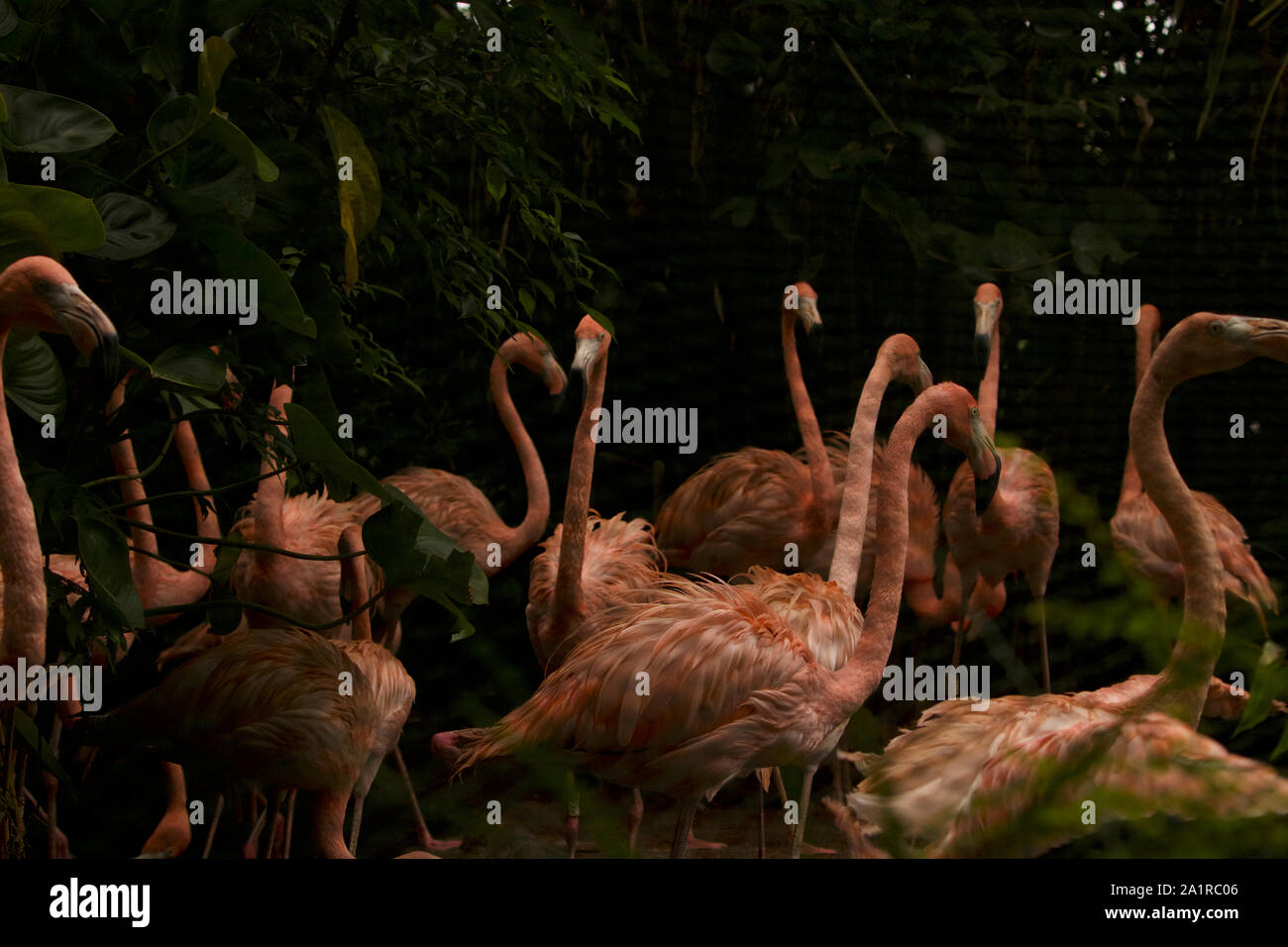 Fenicotteri rosa al Safari sul Fiume Singapore. Poco luminoso e colorato. Natura artificiale al suo meglio Foto Stock