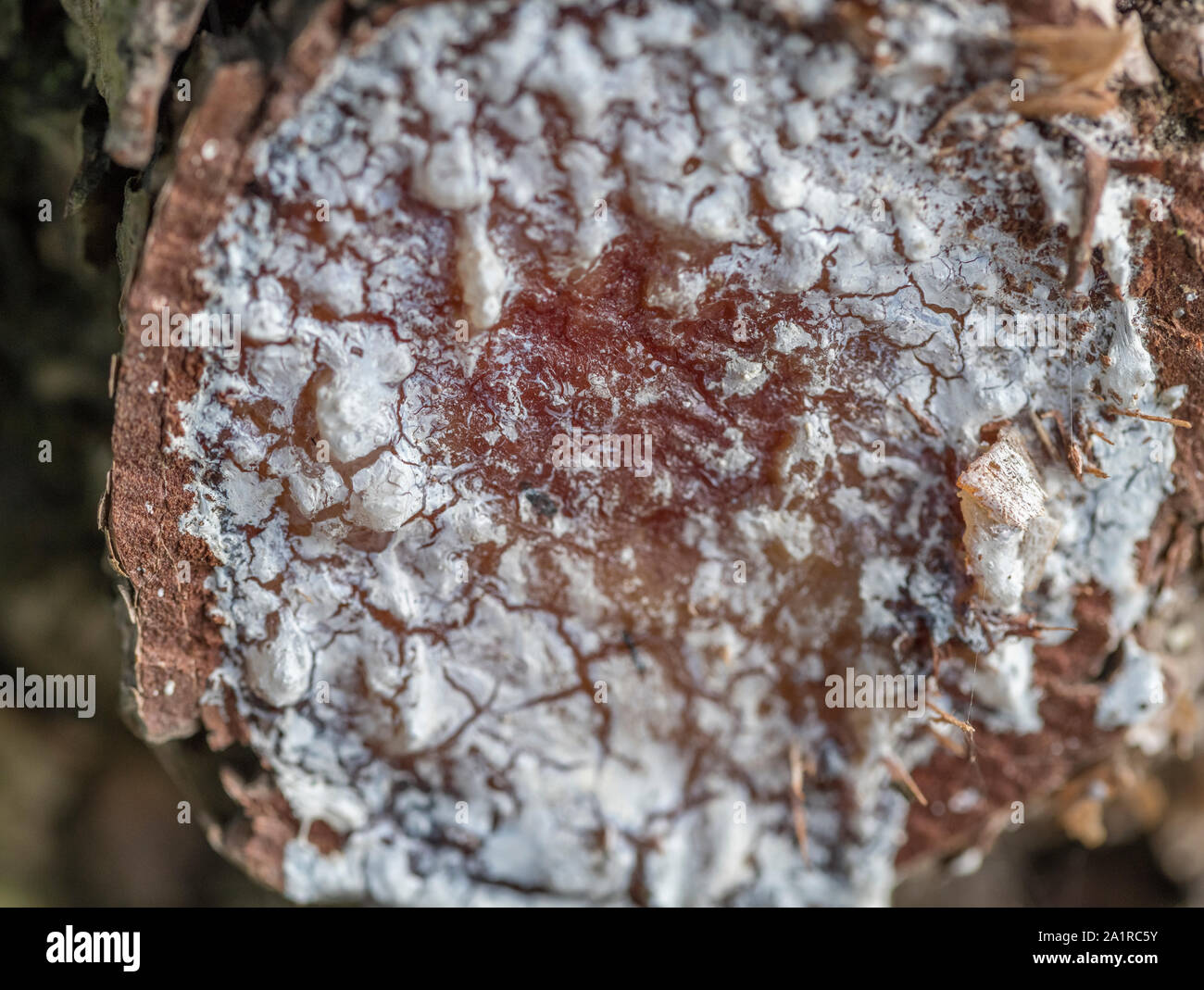 Tagliare il ramo di conifera albero dal quale resina di albero è fuoriuscito ed è stato essiccato. La resina rende un buon fire-materiale di illuminazione per tempi di sopravvivenza / preppers. Foto Stock