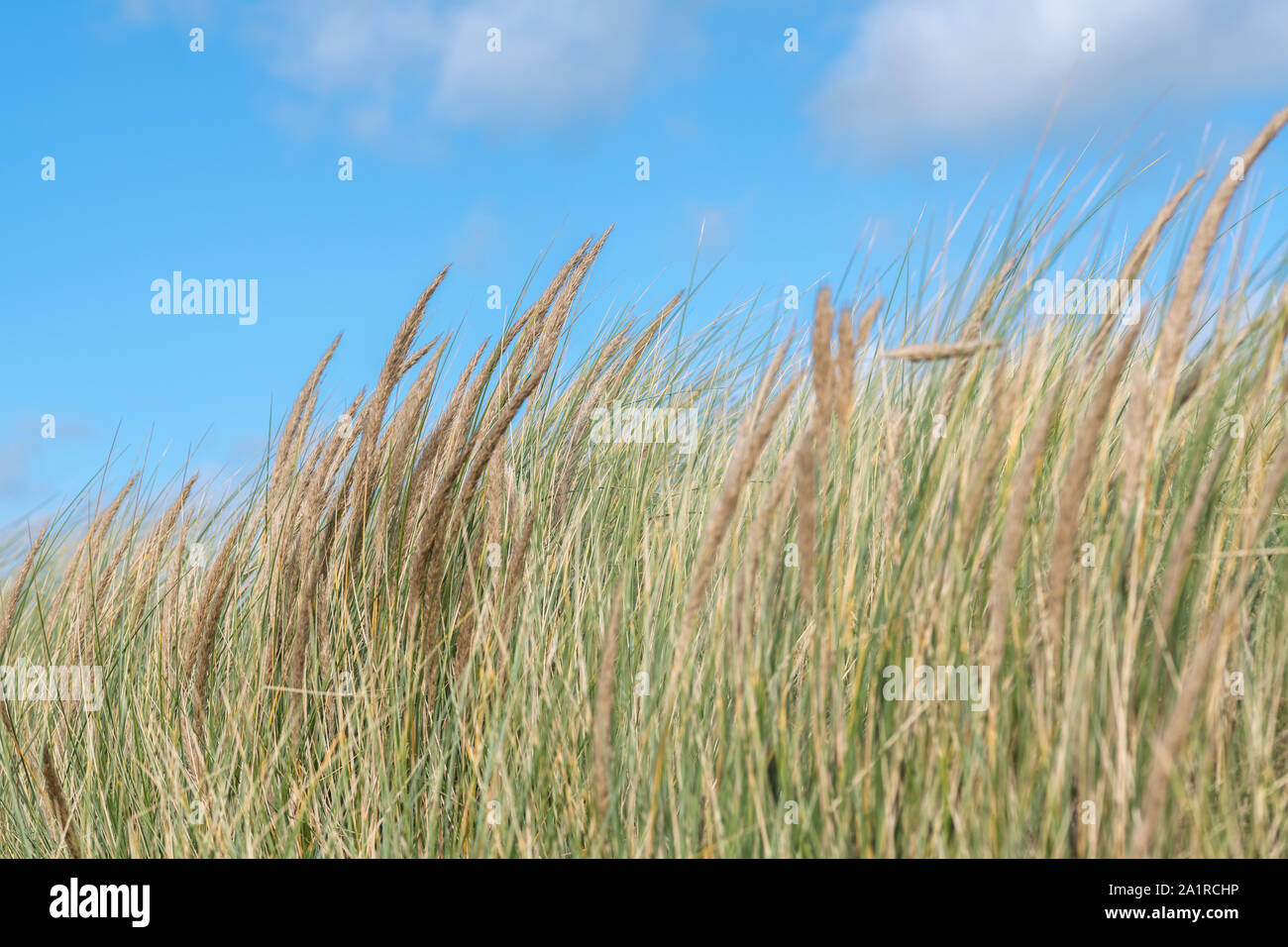 Semina ciuffi della pianta costiera Marram Grass / Ammophila arenaria contro il cielo blu con nuvole puffy. Marram usato per stabilizzare sistemi di dune di sabbia. Foto Stock